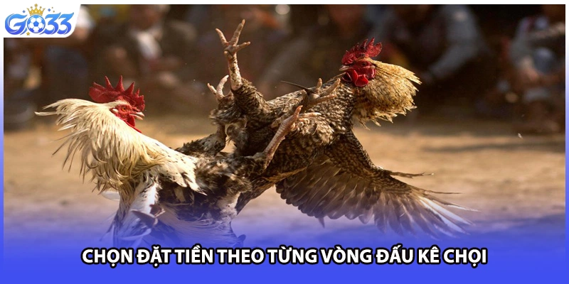 Chọn đặt tiền theo từng vòng đấu kê chọi
