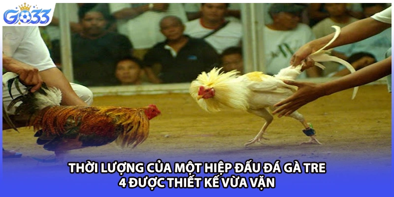 Thời lượng của một hiệp đấu đá gà tre 4 được thiết kế vừa vặn